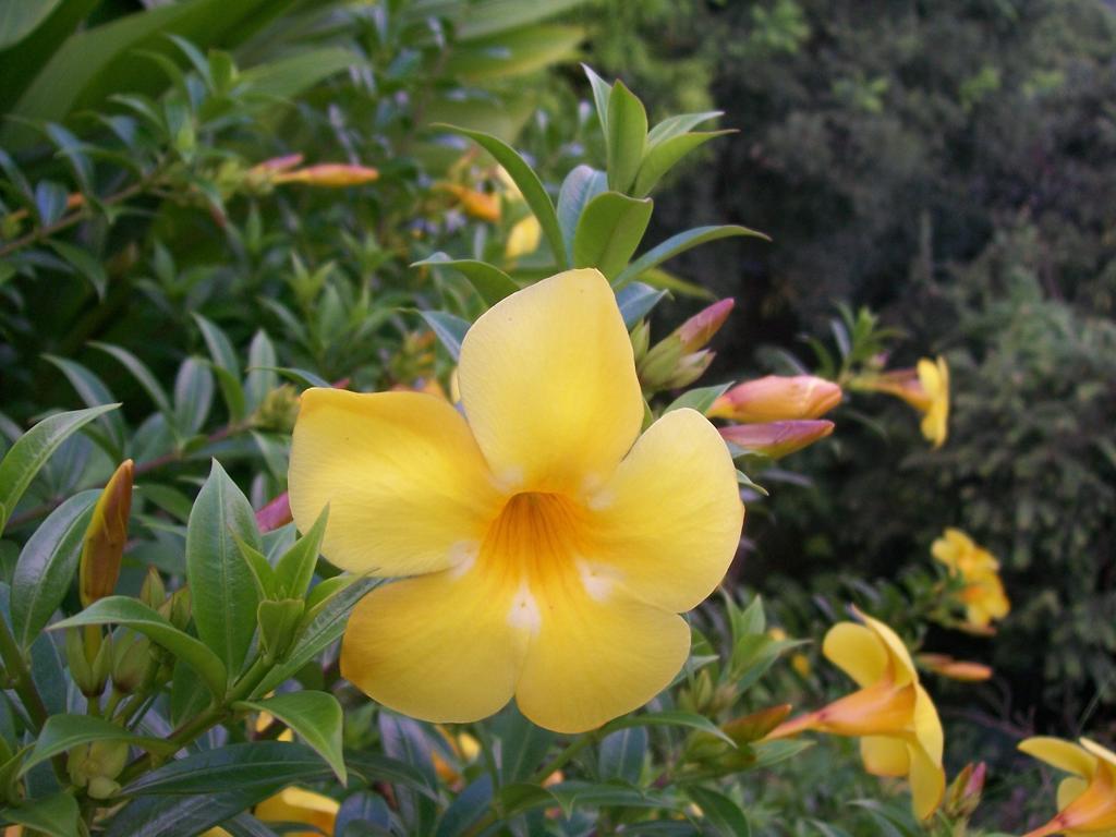 Villa Mango B&B Nosara Εξωτερικό φωτογραφία